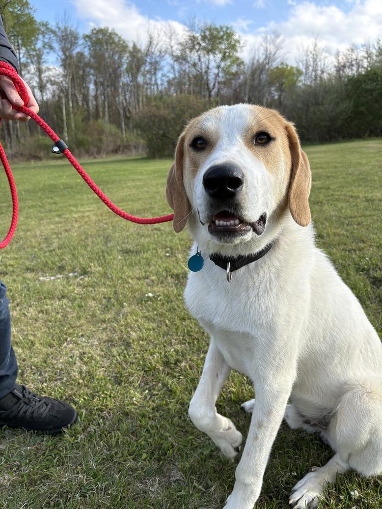Tommy AKA Tucker, a Adoptable mixed breed in Manhattan, NY image 3/4