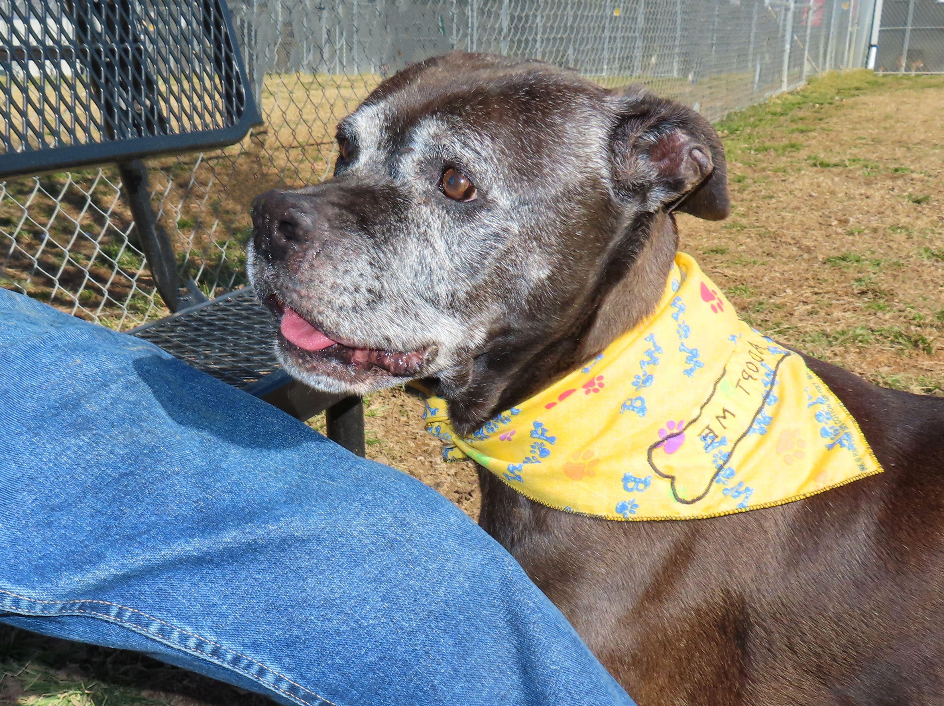 Enlarge Anna Nanna   26C-18, a ADOPTABLE Boxer in Rogers, AR image 4/5