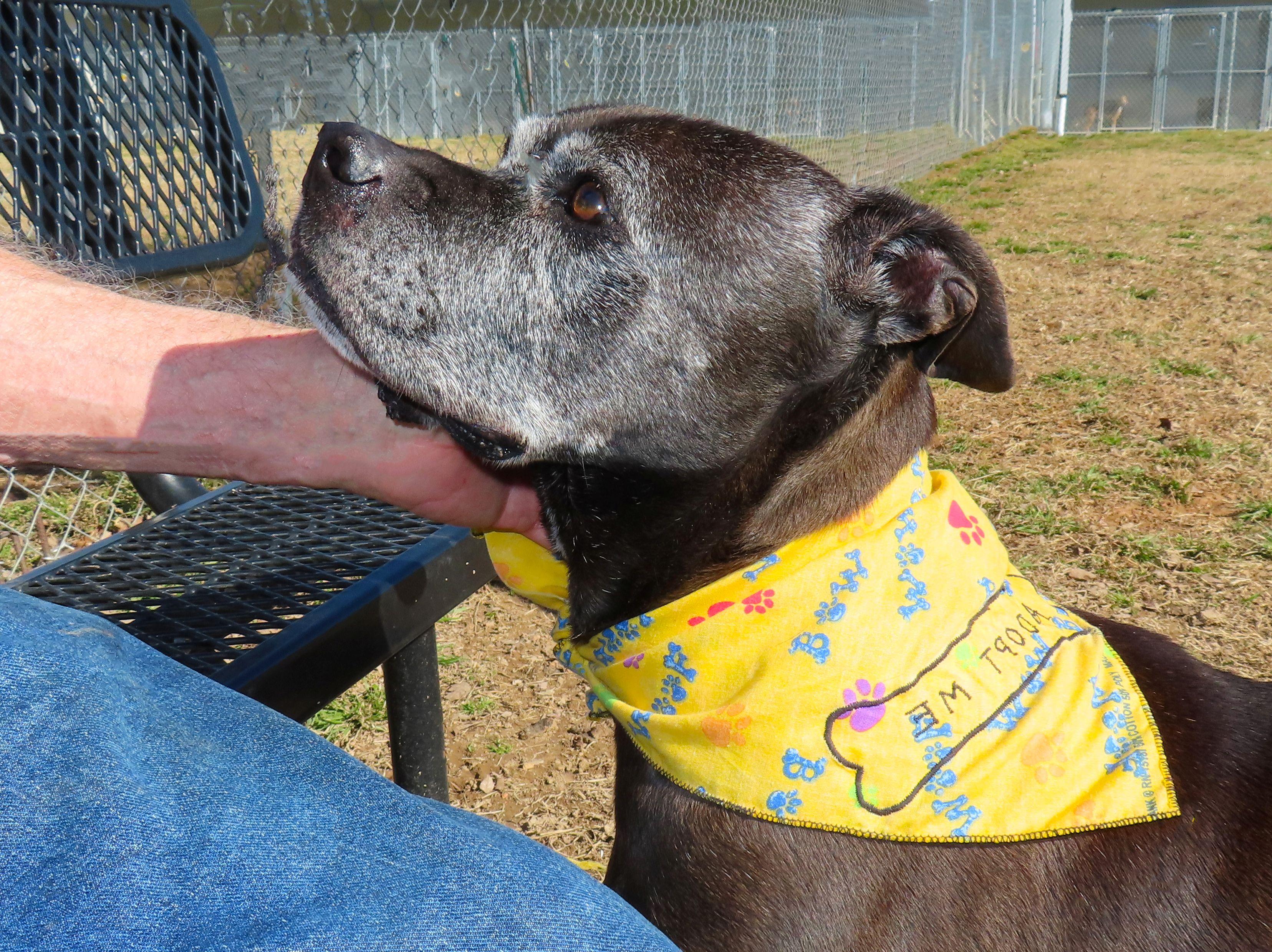 Enlarge Anna Nanna   26C-18, a ADOPTABLE Boxer in Rogers, AR image 2/5