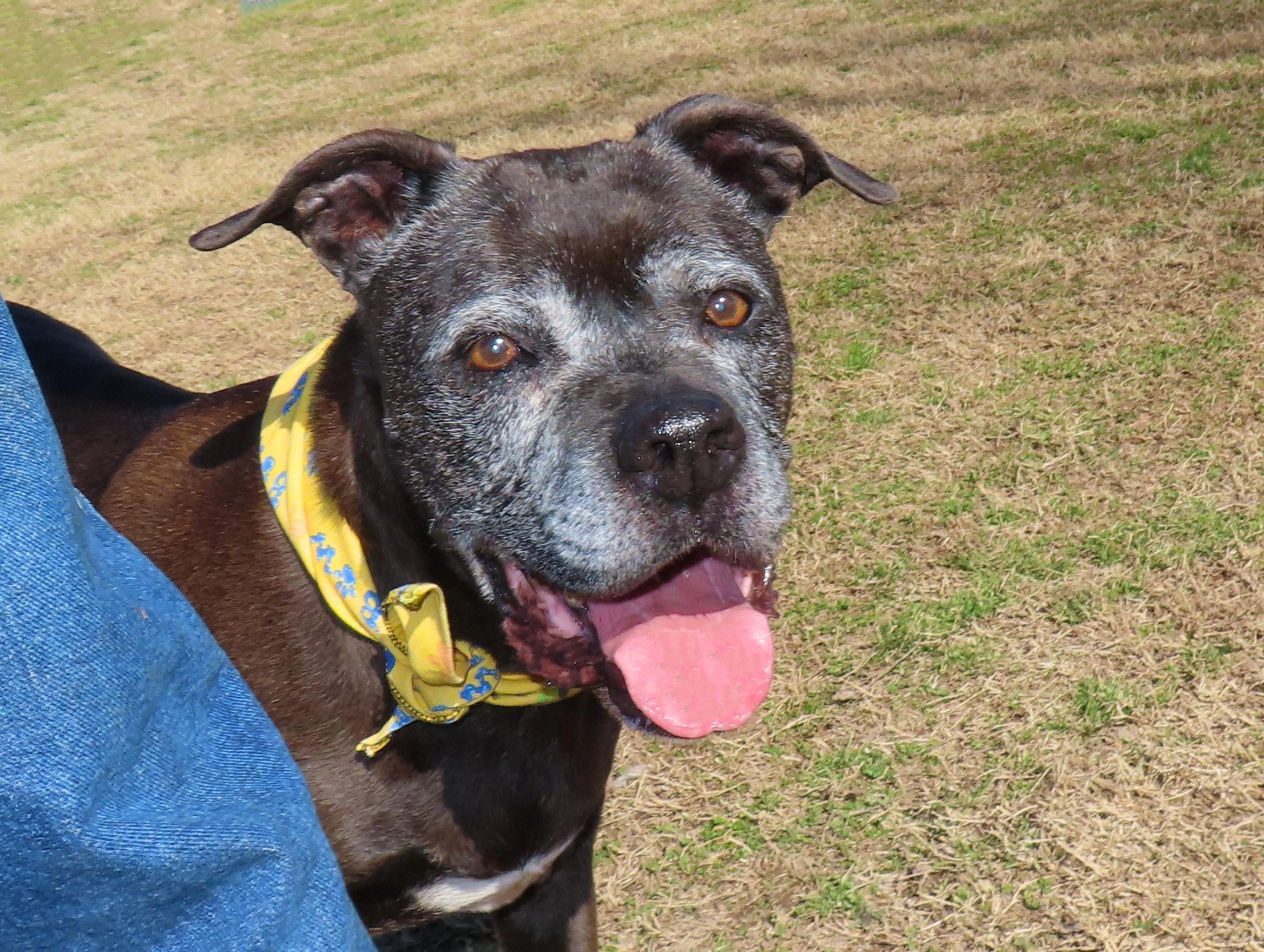 Anna Nanna   26C-18, ADOPTABLE, Senior Female Boxer.