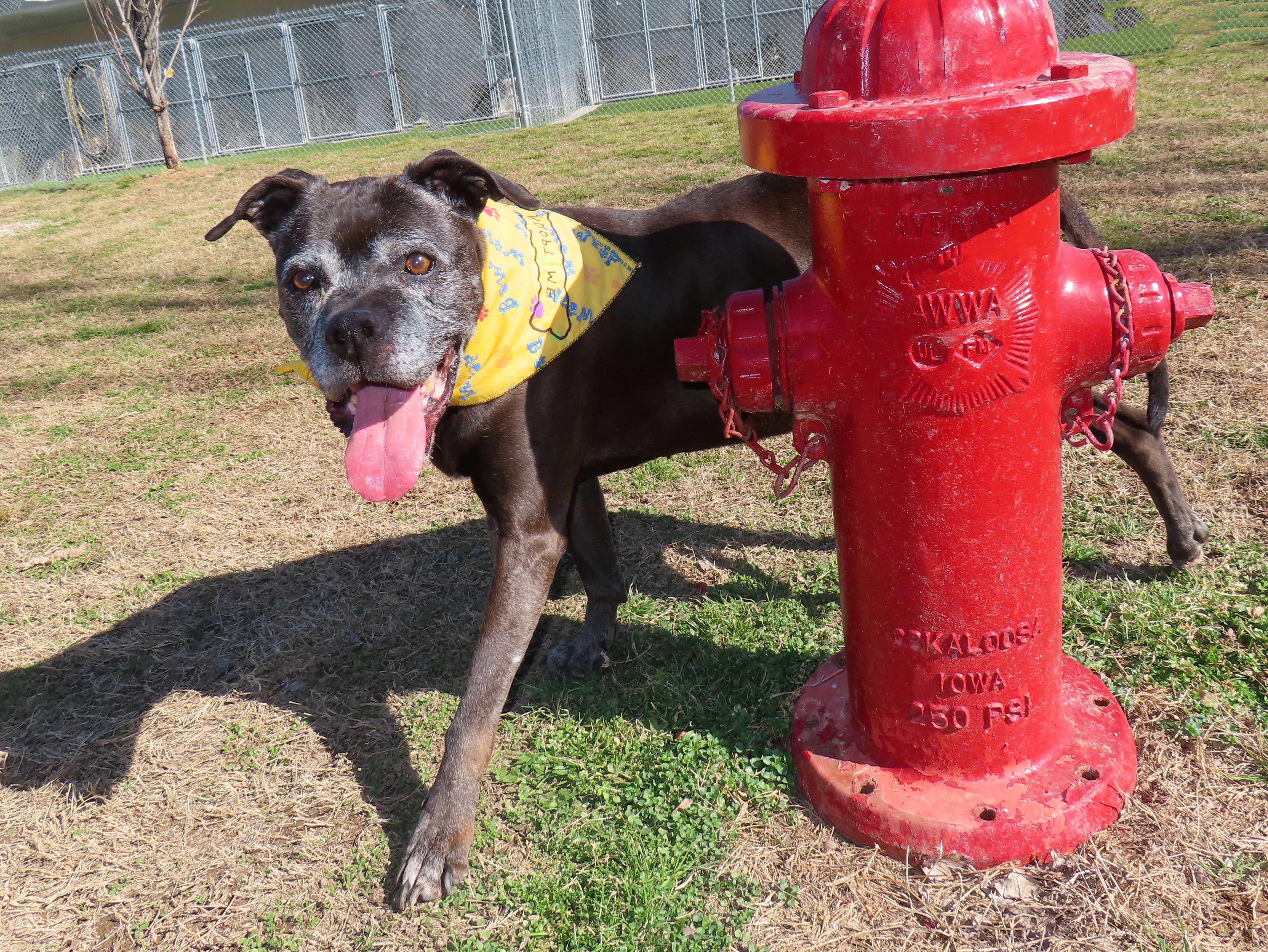 Enlarge Anna Nanna   26C-18, a ADOPTABLE Boxer in Rogers, AR image 3/5
