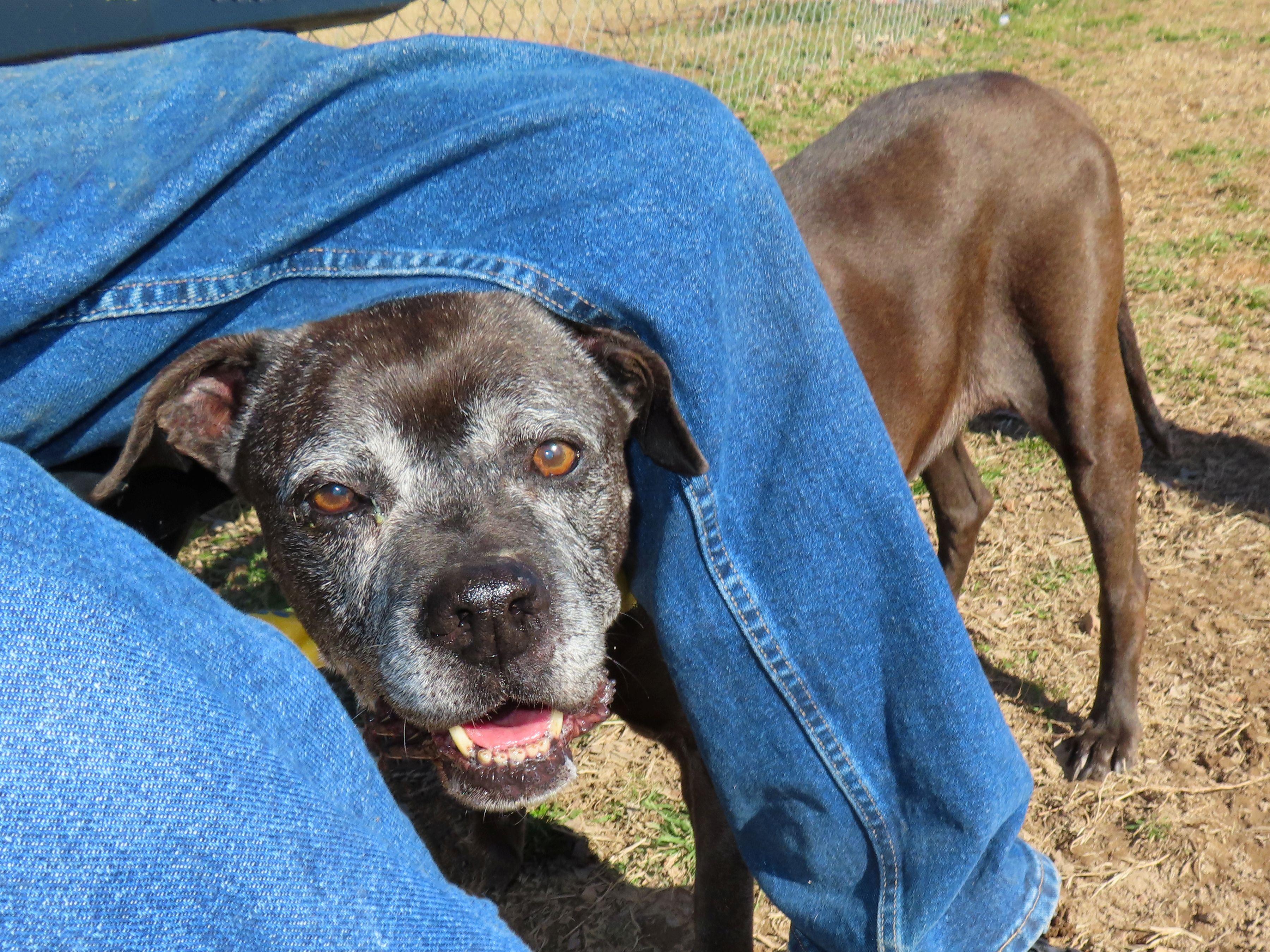 Enlarge Anna Nanna   26C-18, a ADOPTABLE Boxer in Rogers, AR image 5/5