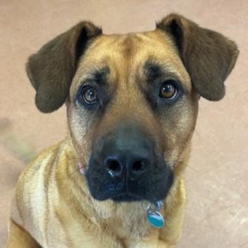 Scarlett, a Adoptable mixed breed in Rapid City, SD image 1/4