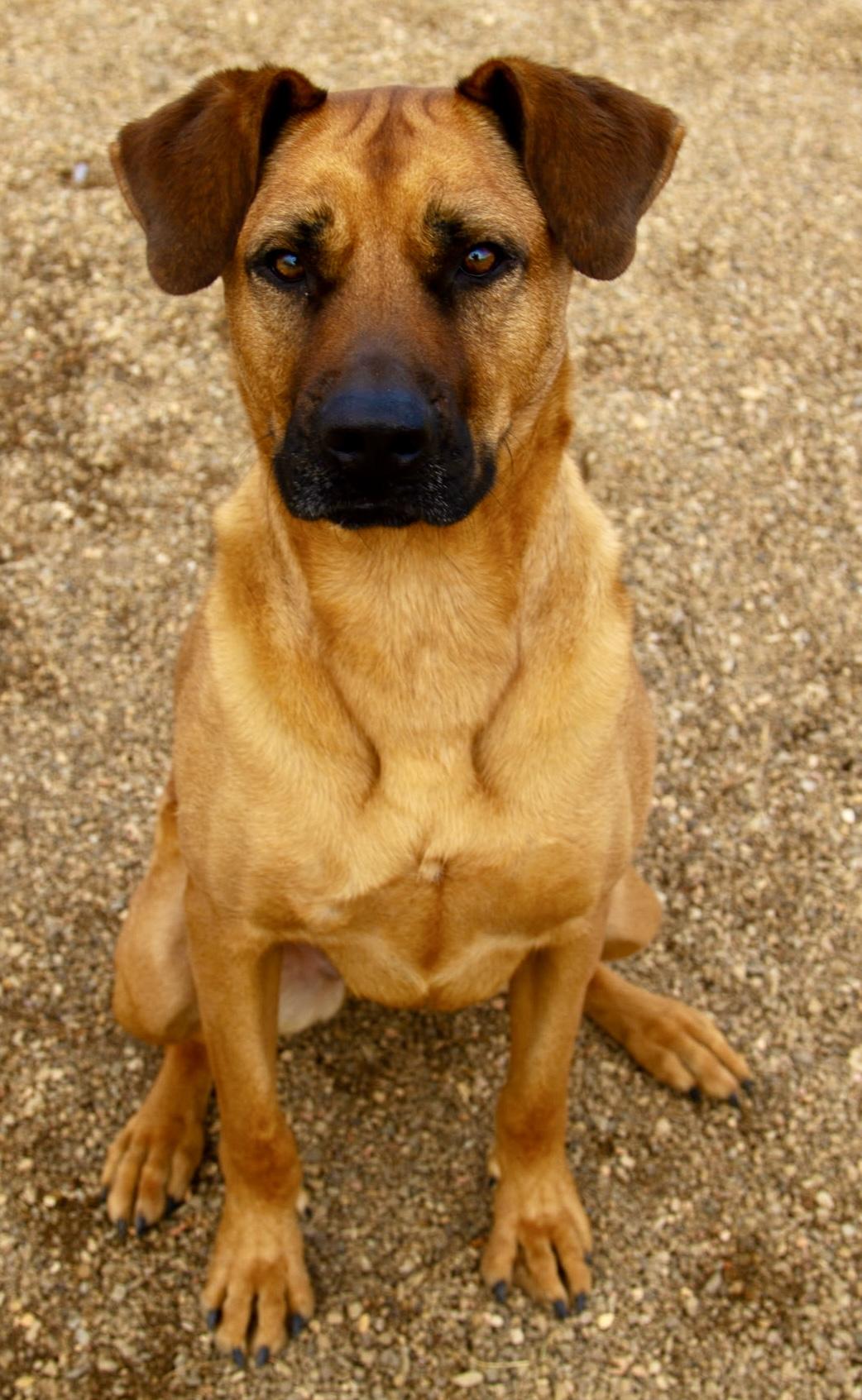 Enlarge Scarlett, a Adoptable mixed breed in Rapid City, SD image 3/6