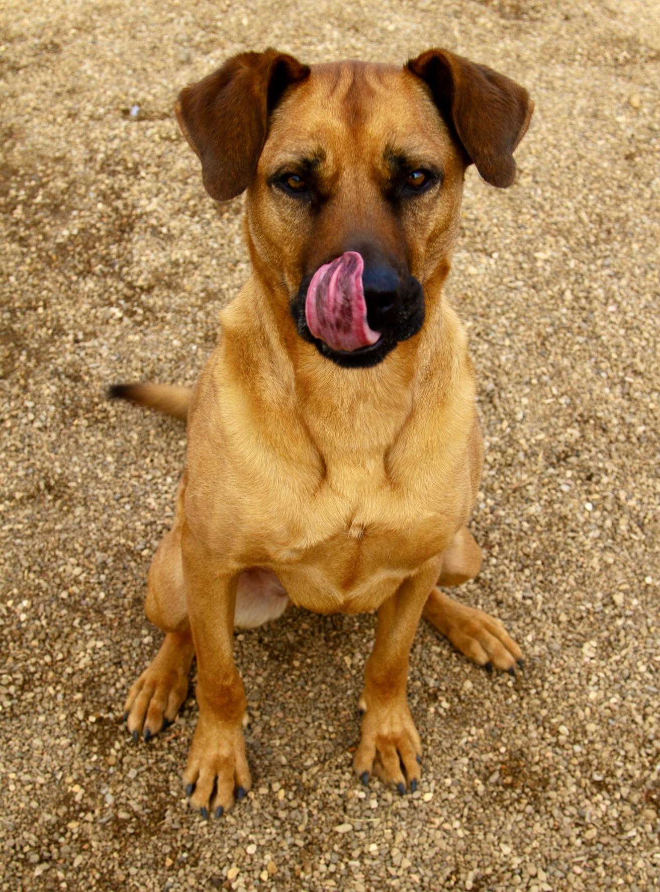 Enlarge Scarlett, a Adoptable mixed breed in Rapid City, SD image 4/6