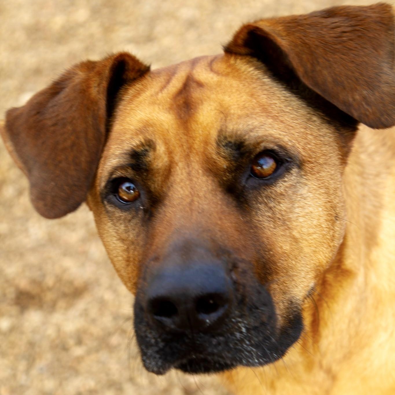 Scarlett, Adoptable, Adult Female German Shepherd Dog & Saint Bernard.