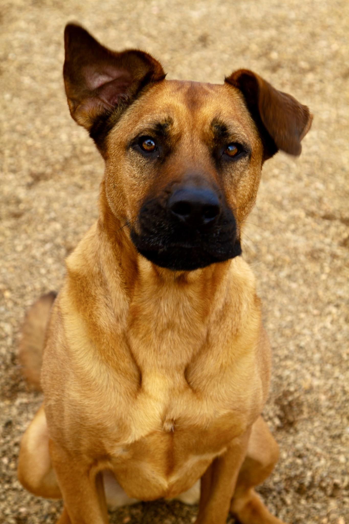 Enlarge Scarlett, a Adoptable mixed breed in Rapid City, SD image 2/6