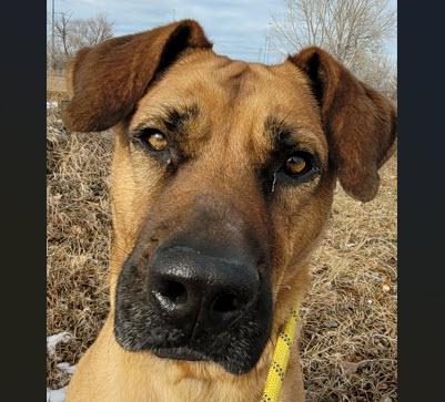 Scarlett, a Adoptable mixed breed in Rapid City, SD image 2/4