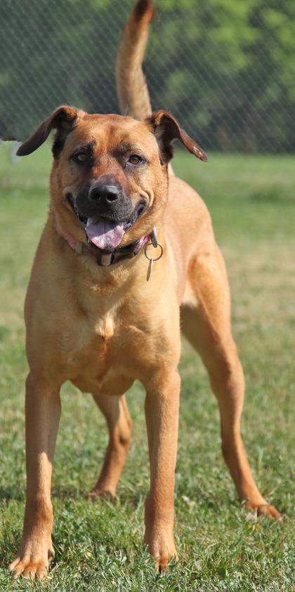 Scarlett, a Adoptable mixed breed in Rapid City, SD image 3/4