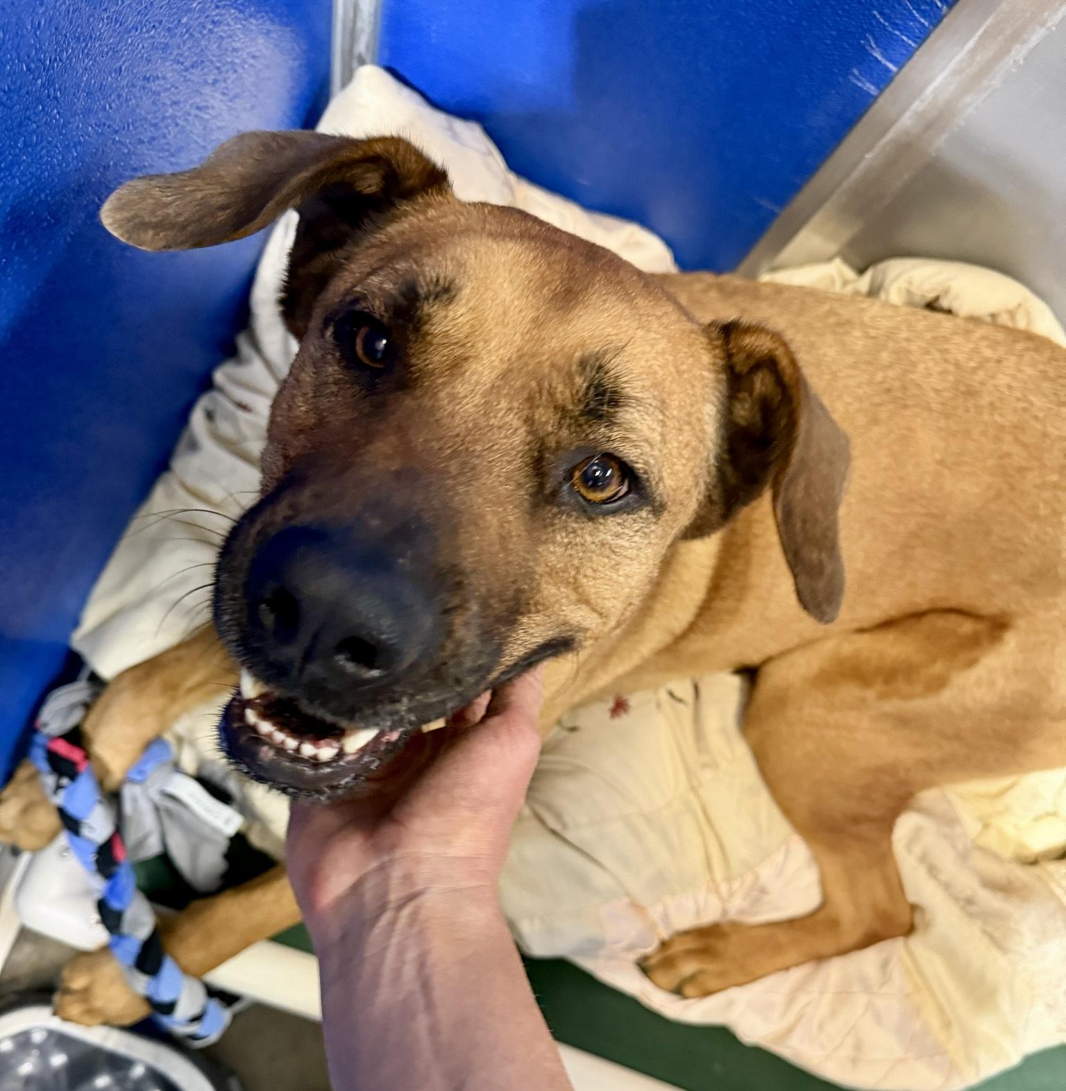 Scarlett, a Adoptable mixed breed in Rapid City, SD image 6/6