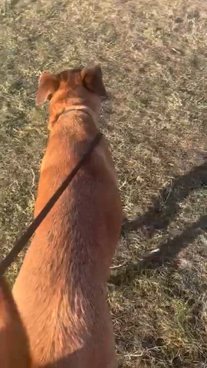 Enlarge Scarlett, a Adoptable mixed breed in Rapid City, SD video 4/4