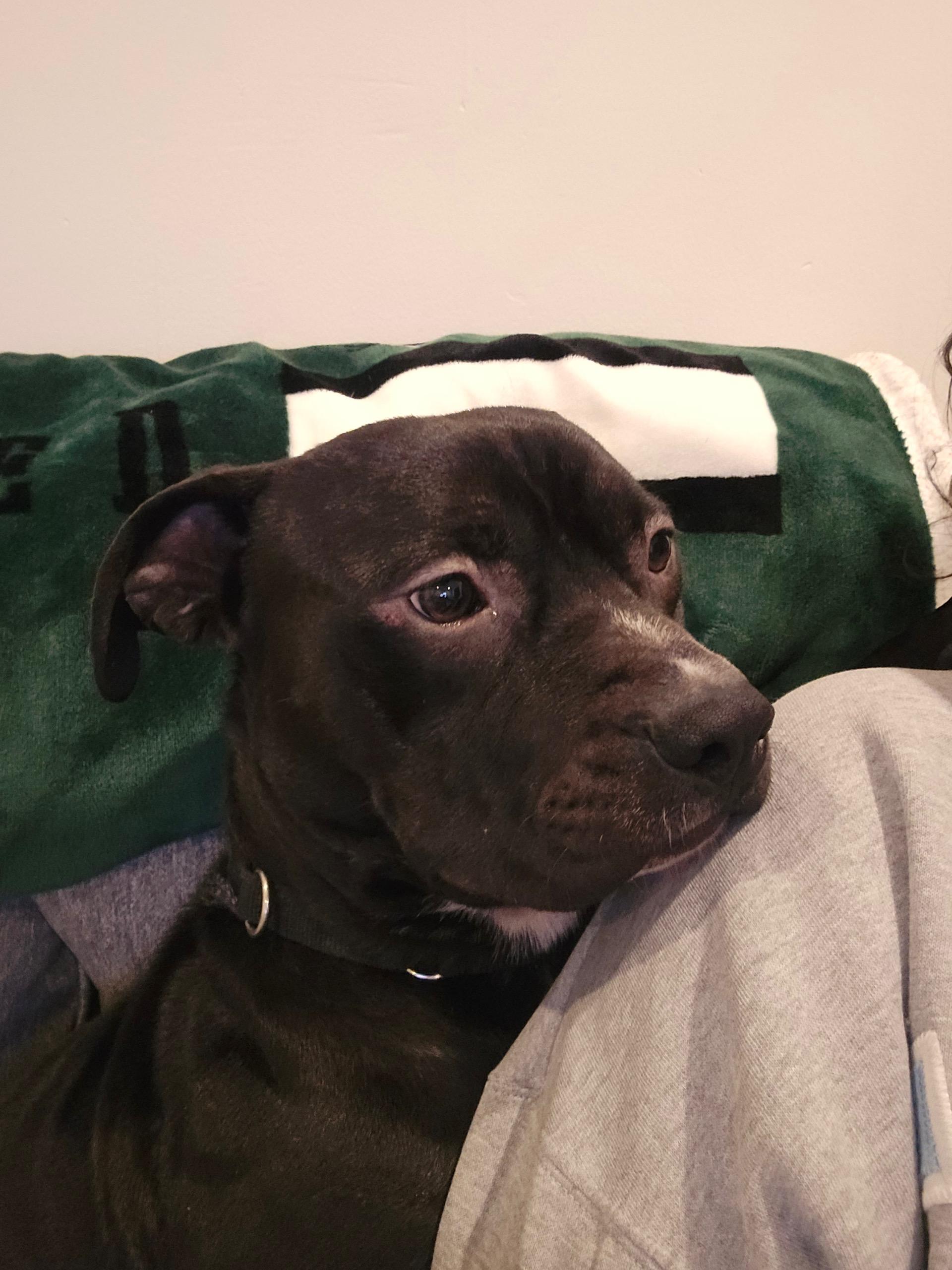 Enlarge Trumpet, a ADOPTABLE mixed breed in Voorhees, NJ image 2/3