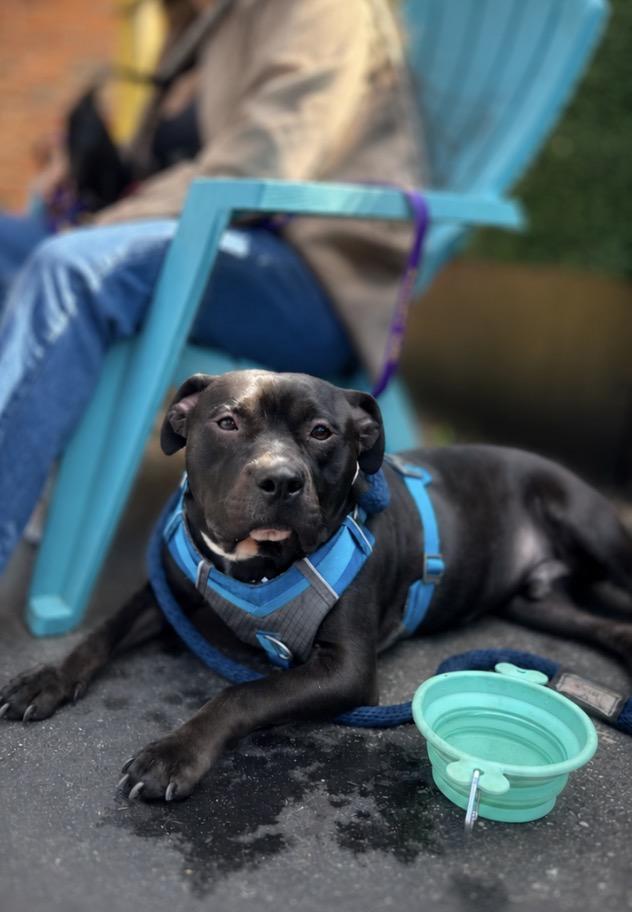 Enlarge Trumpet, a ADOPTABLE mixed breed in Voorhees, NJ image 2/4