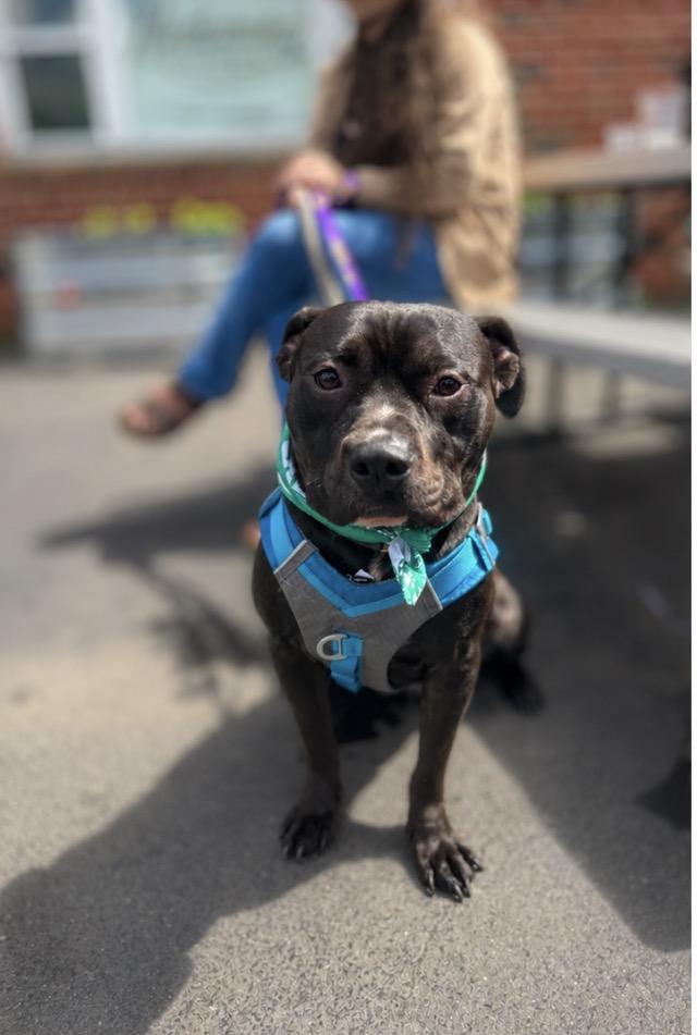 Enlarge Trumpet, a ADOPTABLE mixed breed in Voorhees, NJ image 4/4