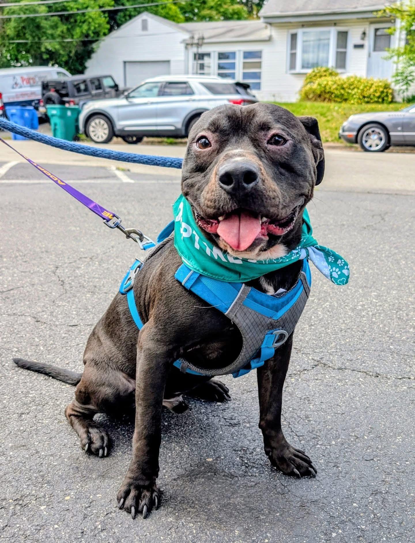 Trumpet, ADOPTABLE, Adult Male Staffordshire Bull Terrier.
