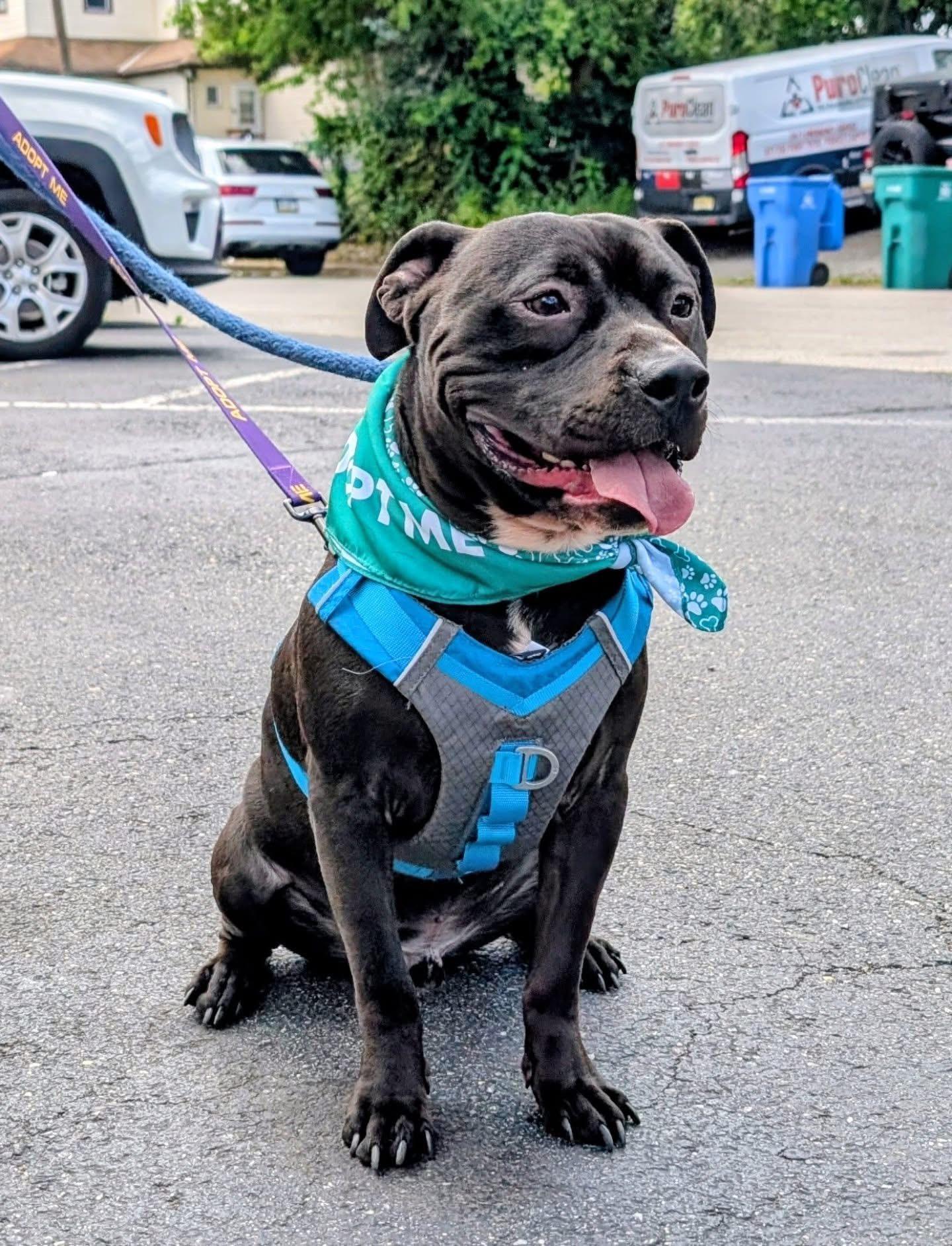 Enlarge Trumpet, a ADOPTABLE mixed breed in Voorhees, NJ image 3/4