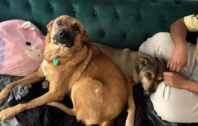 Enlarge Jellybean, a ADOPTABLE mixed breed in Cypress, TX image 3/5