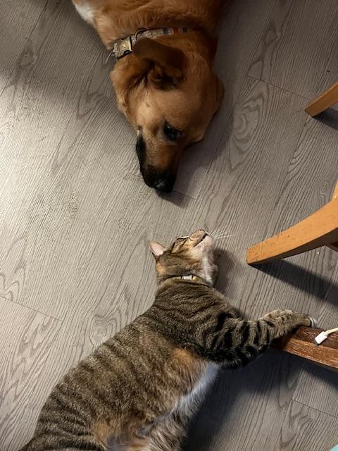 Enlarge Jellybean, a ADOPTABLE mixed breed in Cypress, TX image 2/5