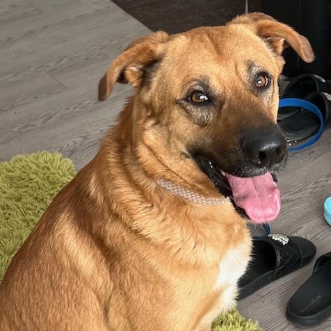 Enlarge Jellybean, a ADOPTABLE mixed breed in Cypress, TX image 1/5