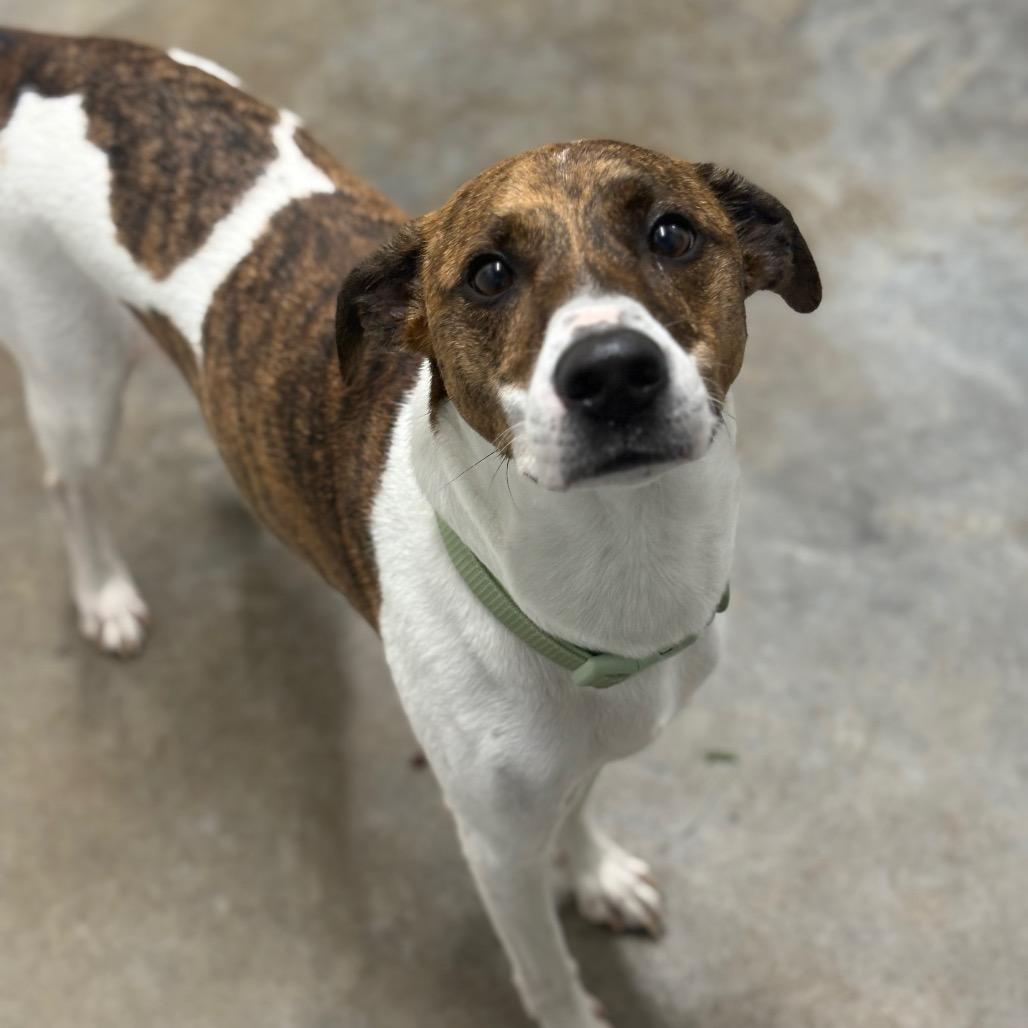 Enlarge Paulie, a Adoptable Mountain Cur in Fairmont, WV image 1/3