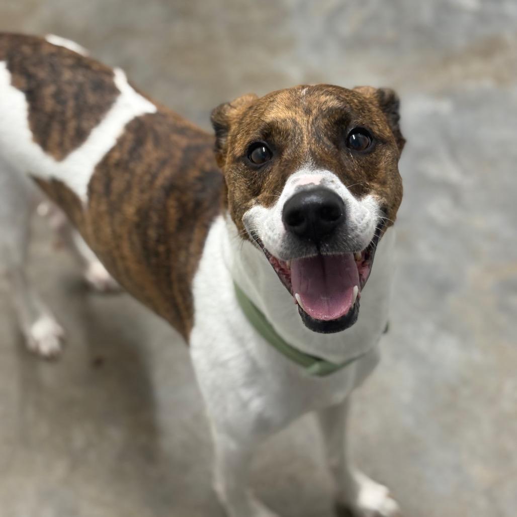 Enlarge Paulie, a Adoptable Mountain Cur in Fairmont, WV image 2/3