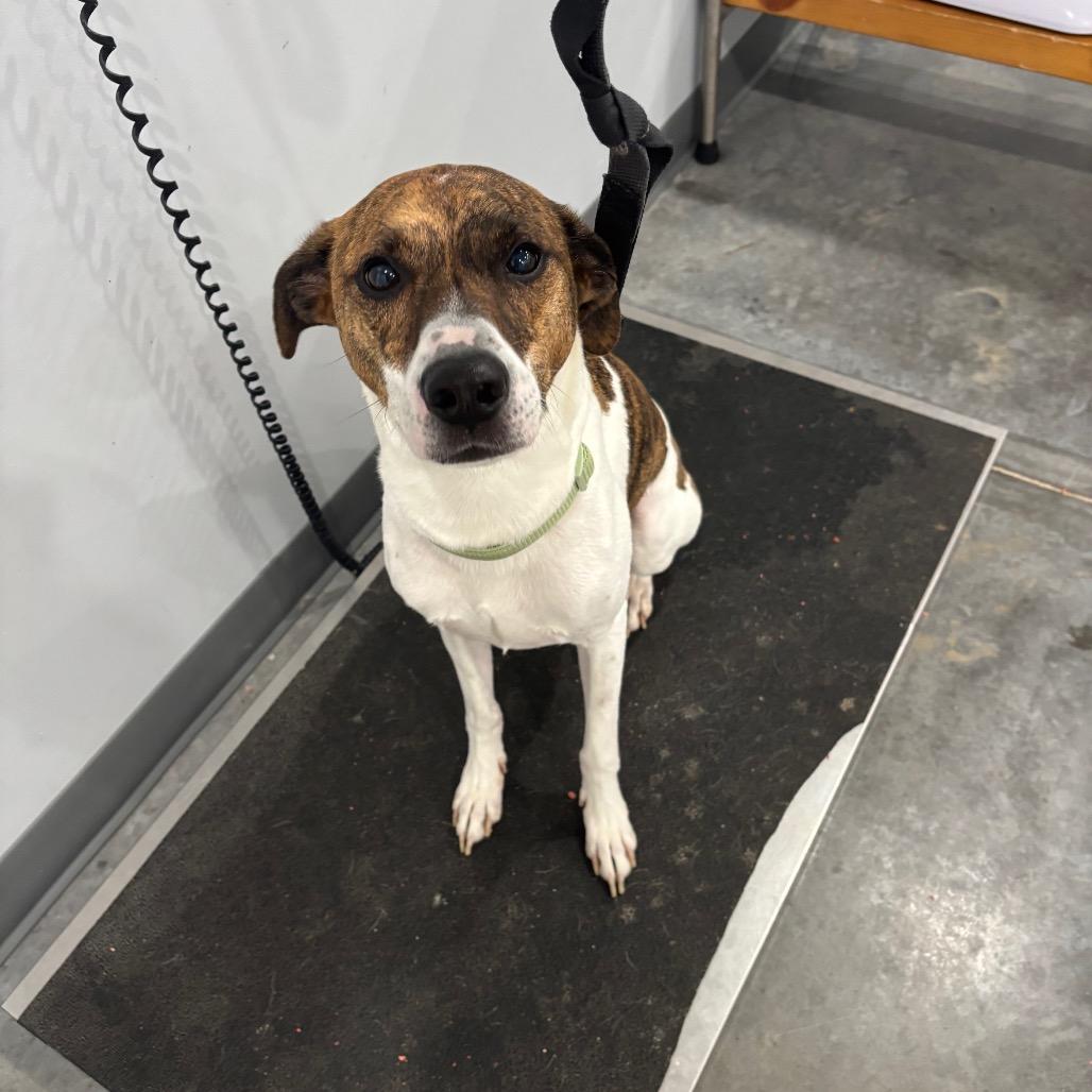 Enlarge Paulie, a Adoptable Mountain Cur in Fairmont, WV image 3/3