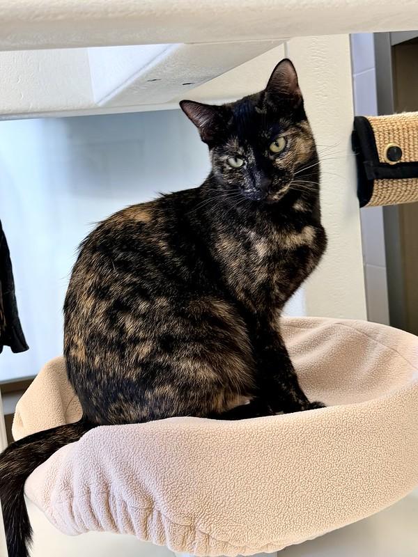 Lady, ADOPTABLE, Young Female Domestic Short Hair.