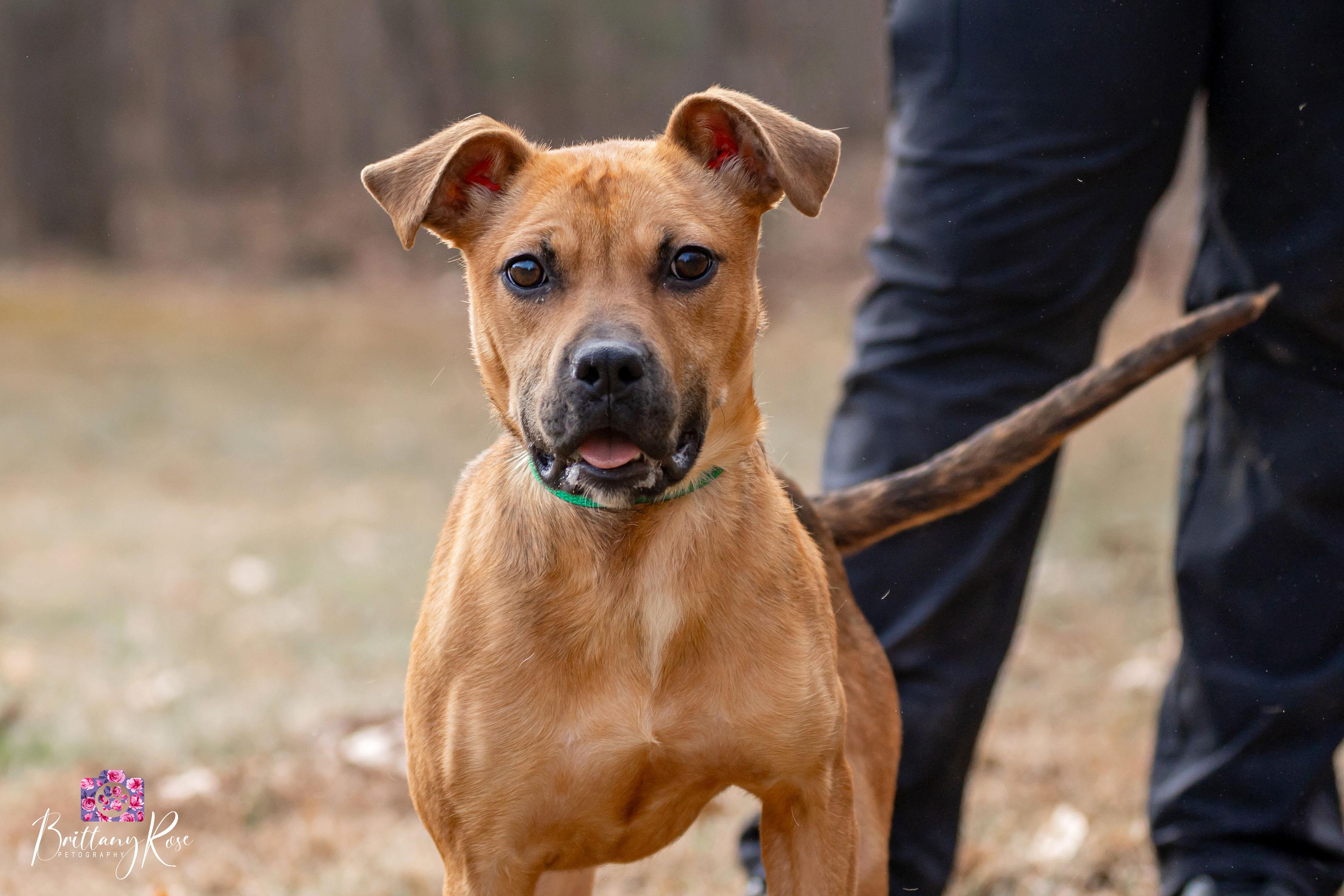 Enlarge Nesta , a ADOPTABLE mixed breed in Powhatan, VA image 2/4