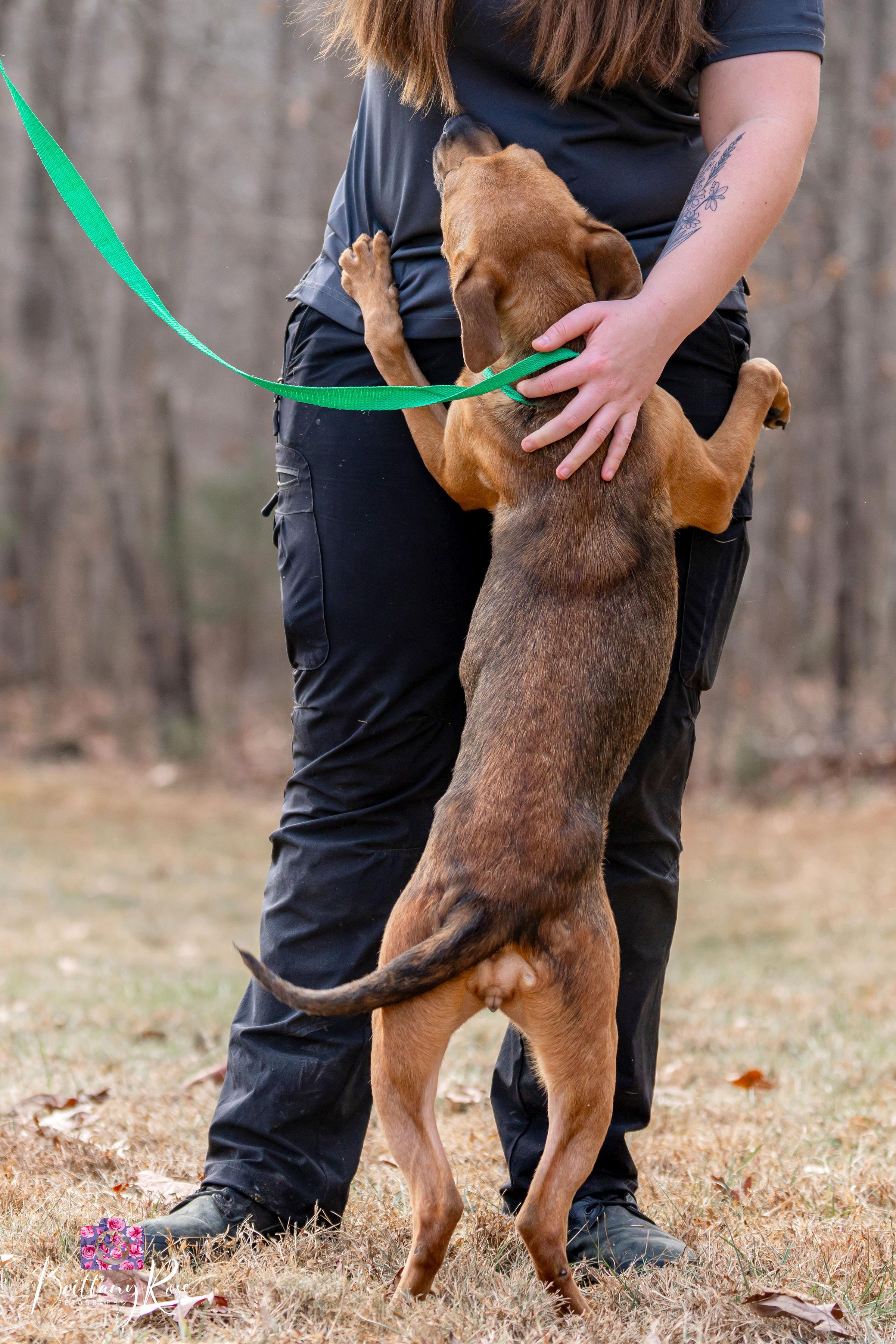 Enlarge Nesta , a ADOPTABLE mixed breed in Powhatan, VA image 3/4