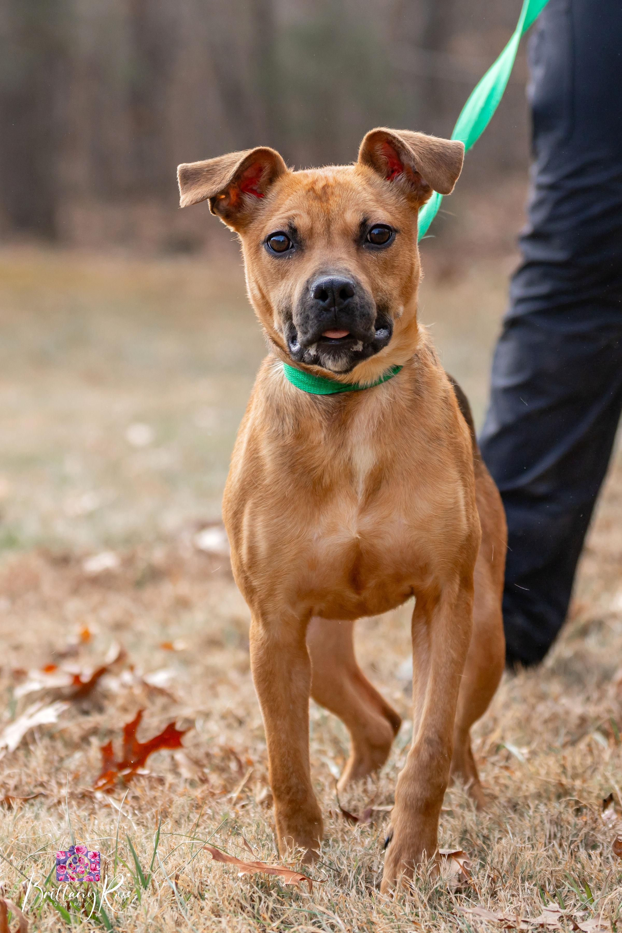 Enlarge Nesta , a ADOPTABLE mixed breed in Powhatan, VA image 1/4