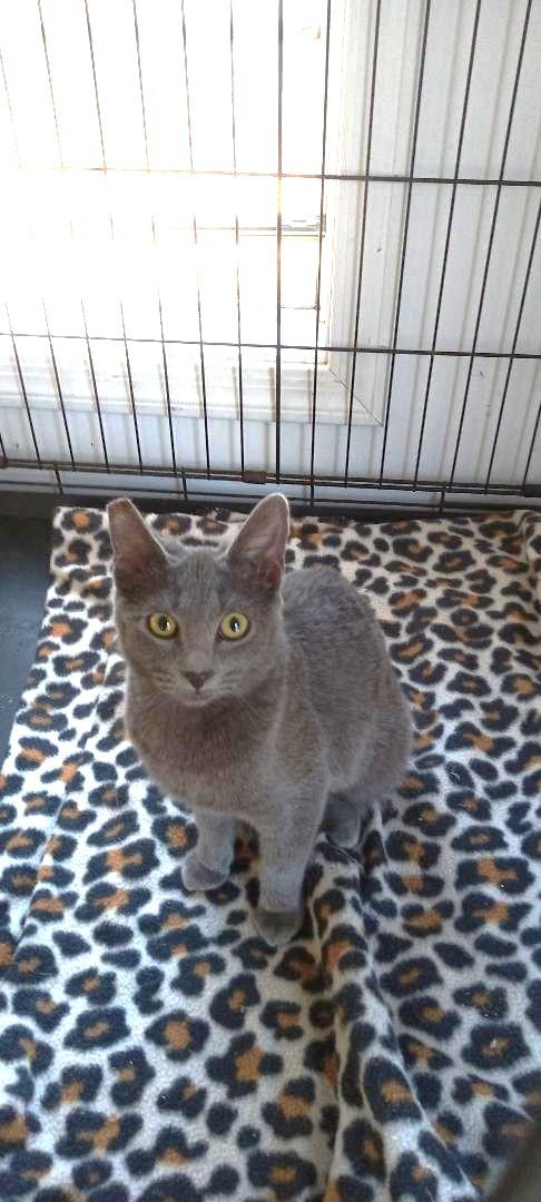 Bella, Adoptable, Young Female Domestic Short Hair.