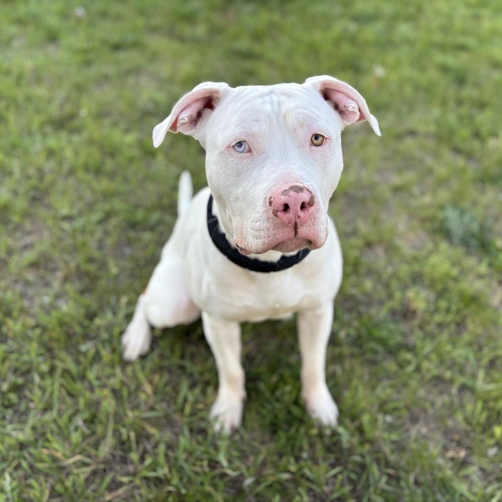 Mack, a Adoptable mixed breed in Washington, DC image 5/6