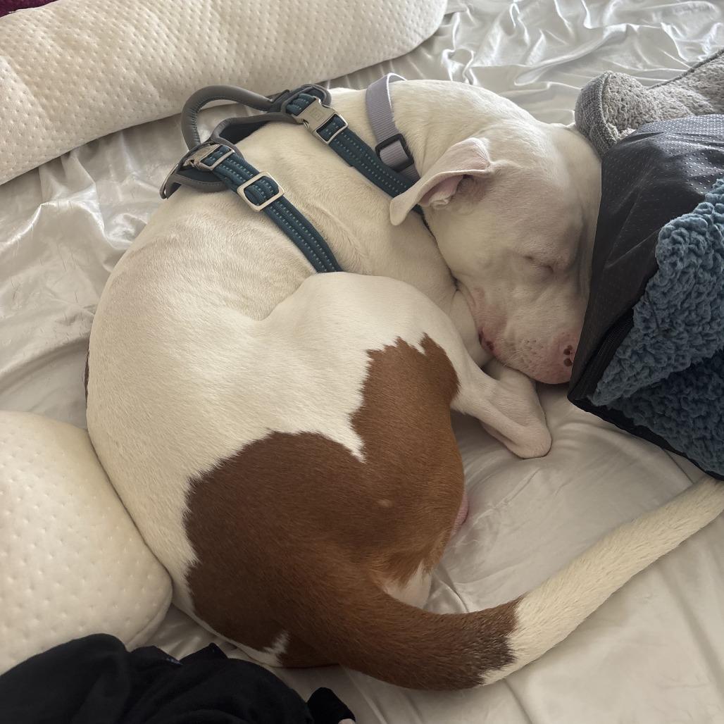 Mack, a Adoptable mixed breed in Washington, DC image 6/6