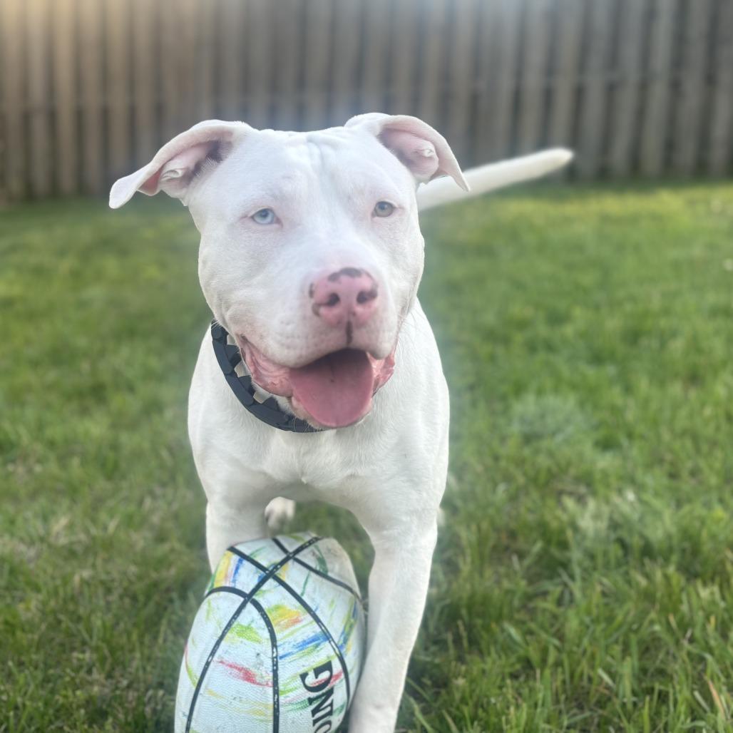 Mack, a Adoptable mixed breed in Washington, DC image 3/6