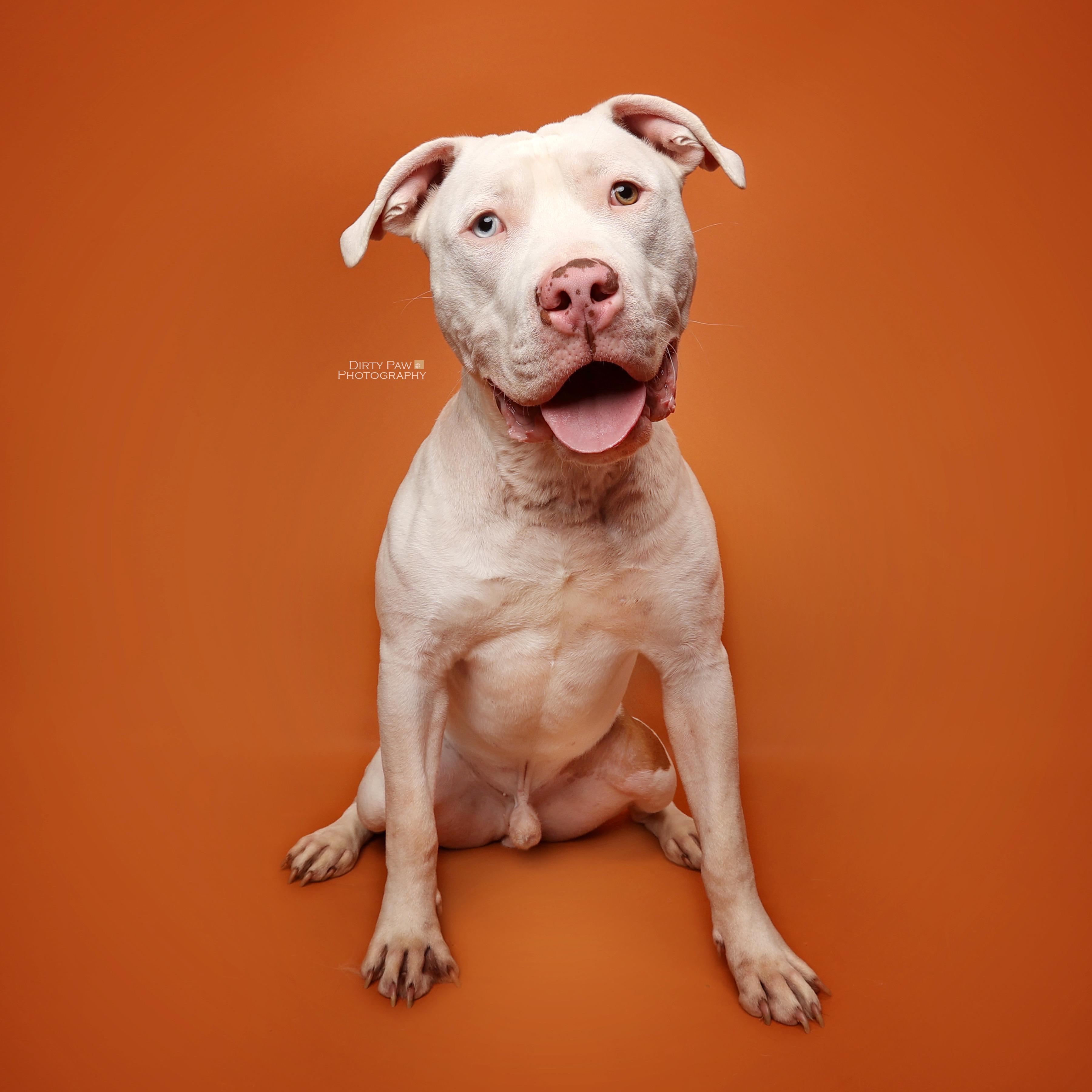 Mack, a Adoptable mixed breed in Washington, DC image 2/6