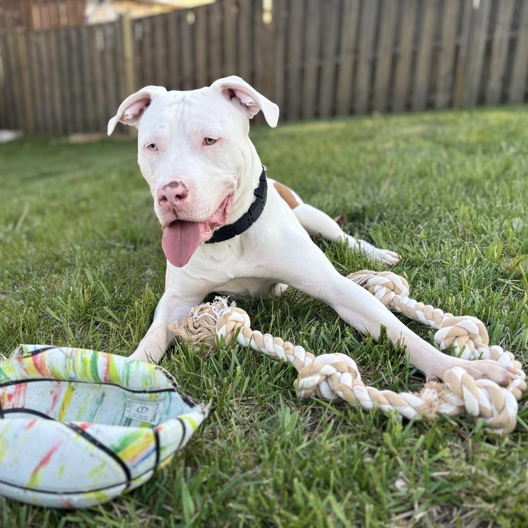Mack, a Adoptable mixed breed in Washington, DC image 4/6