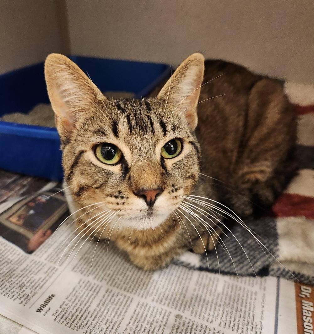 Theodore, Adoptable, Adult Male Domestic Short Hair.