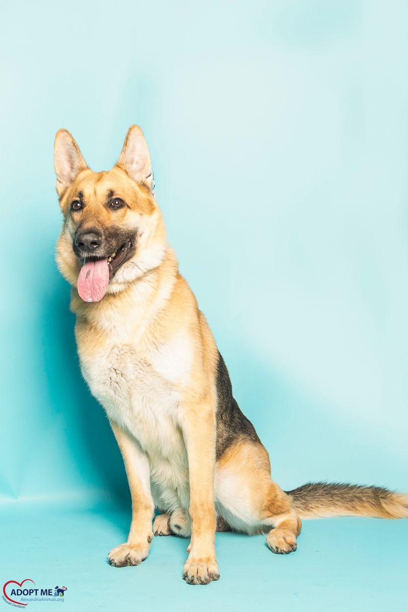 Enlarge Akanji, a Adoptable Mixed Breed in Alexandria, VA image 1/5