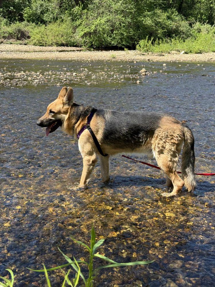 Enlarge Akanji, a Adoptable Mixed Breed in Alexandria, VA image 2/5