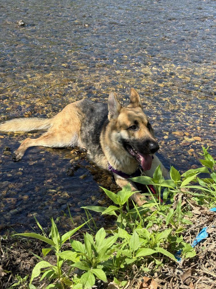 Enlarge Akanji, a Adoptable Mixed Breed in Alexandria, VA image 3/5