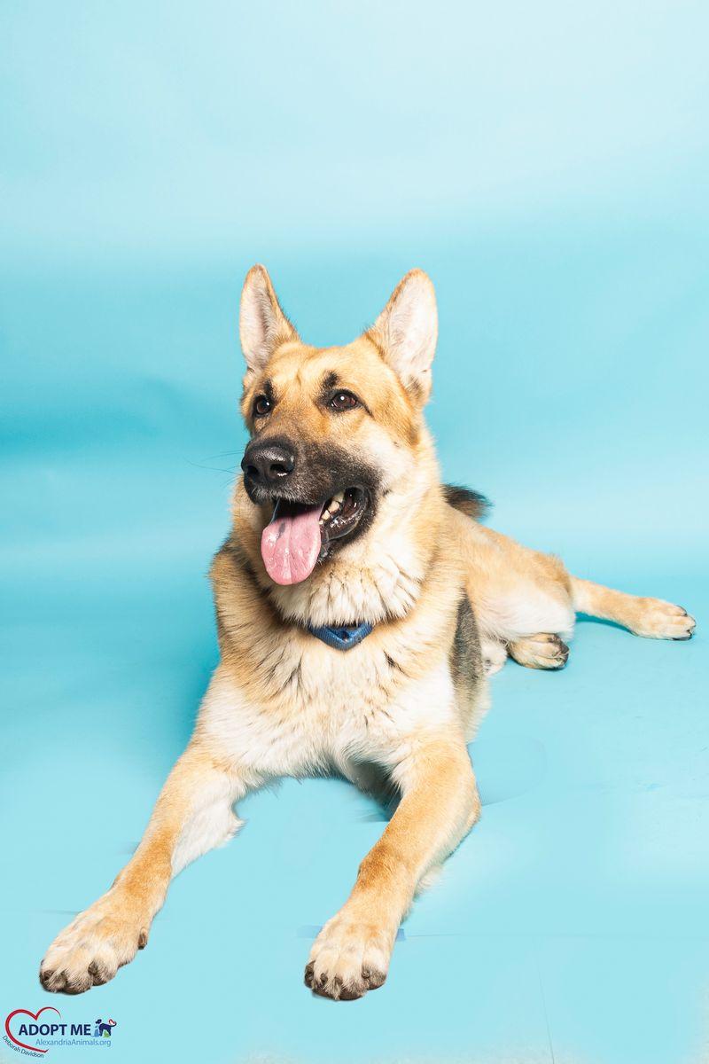 Enlarge Akanji, a Adoptable Mixed Breed in Alexandria, VA image 4/5