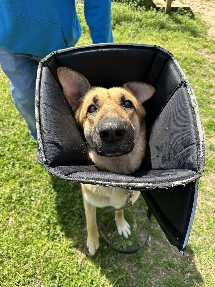 Enlarge Akanji, a Adoptable Mixed Breed in Alexandria, VA image 5/5