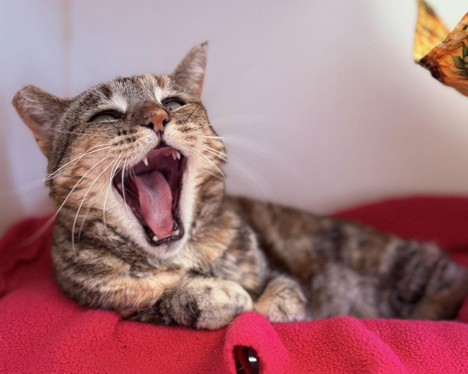 Maryanne — thumbnail 3