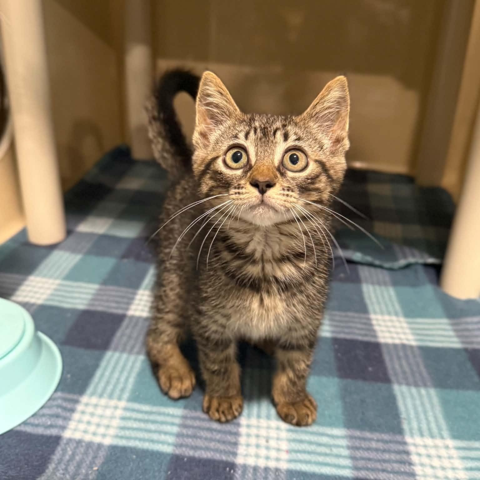 Janet Guthrie, a ADOPTABLE mixed breed in Penn Yan, NY image 2/6