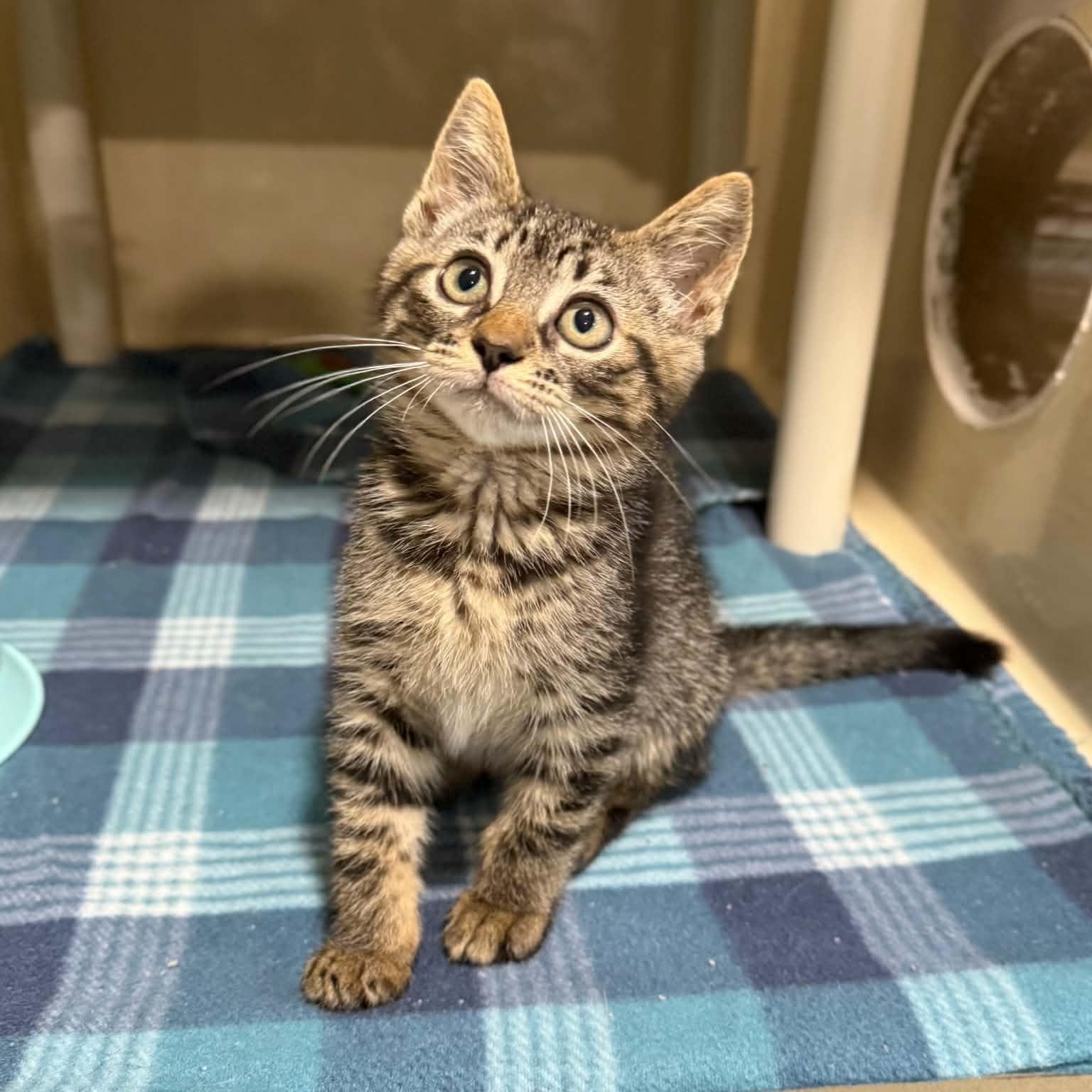 Janet Guthrie, ADOPTABLE, Kitten Female Domestic Short Hair & Tabby.