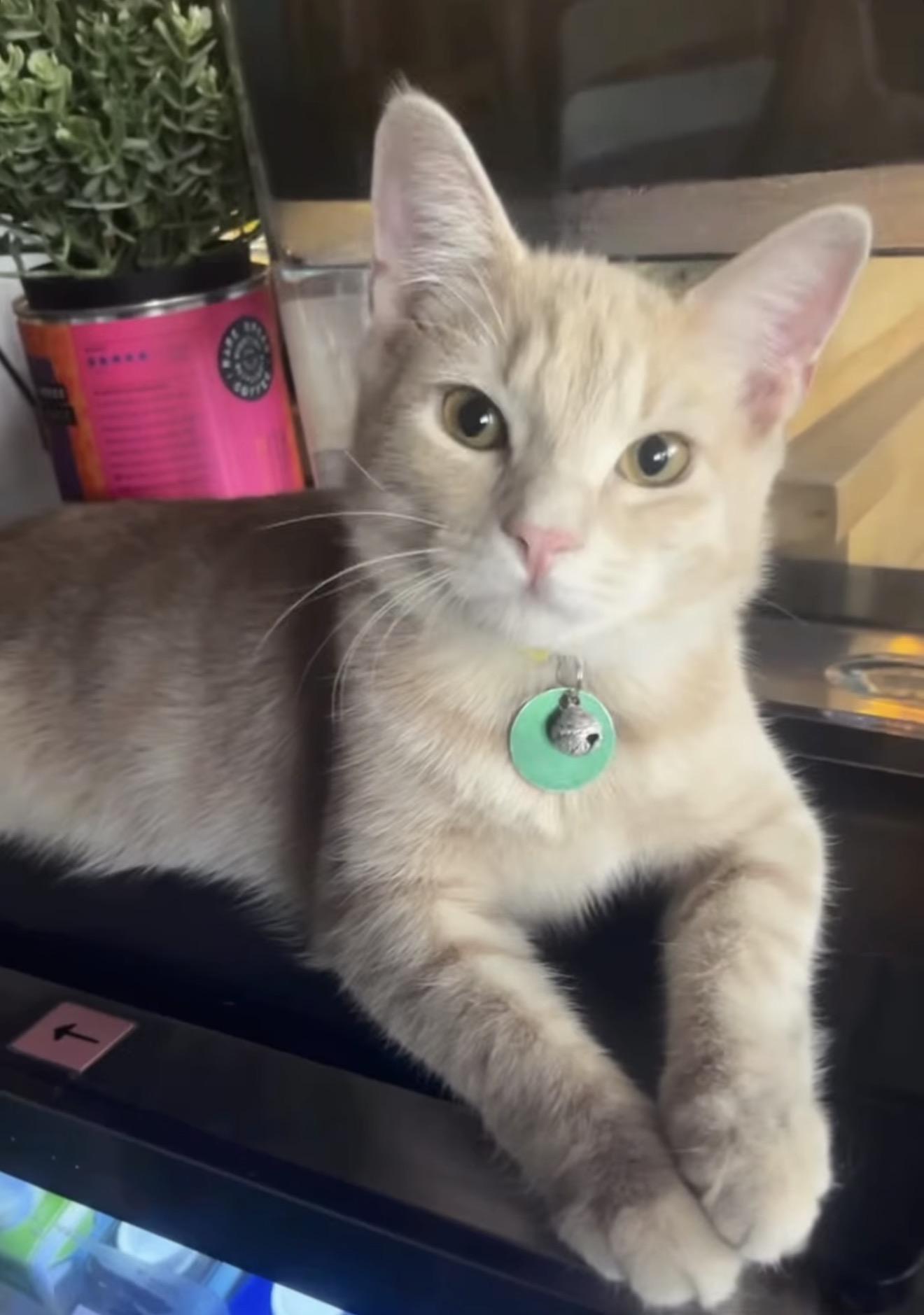 Chuckie, a Adoptable Domestic Short Hair in Commerce City, CO image 2/6