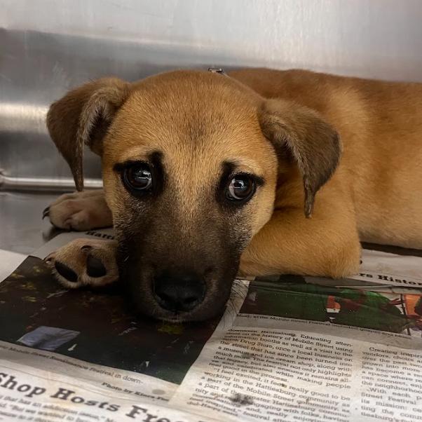 Enlarge Kentucky Fried Chicken, a Adoptable mixed breed in Hattiesburg, MS image 1/1