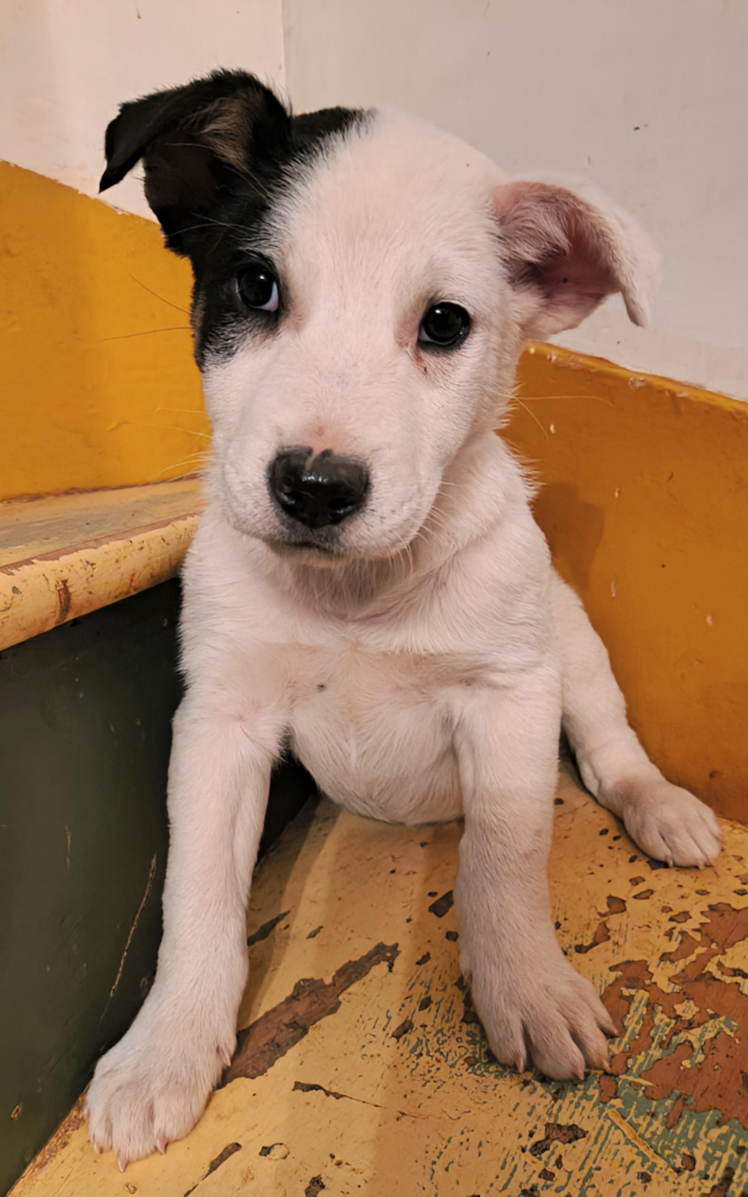 Franklin, adopted, Puppy Male Australian Cattle Dog / Blue Heeler.