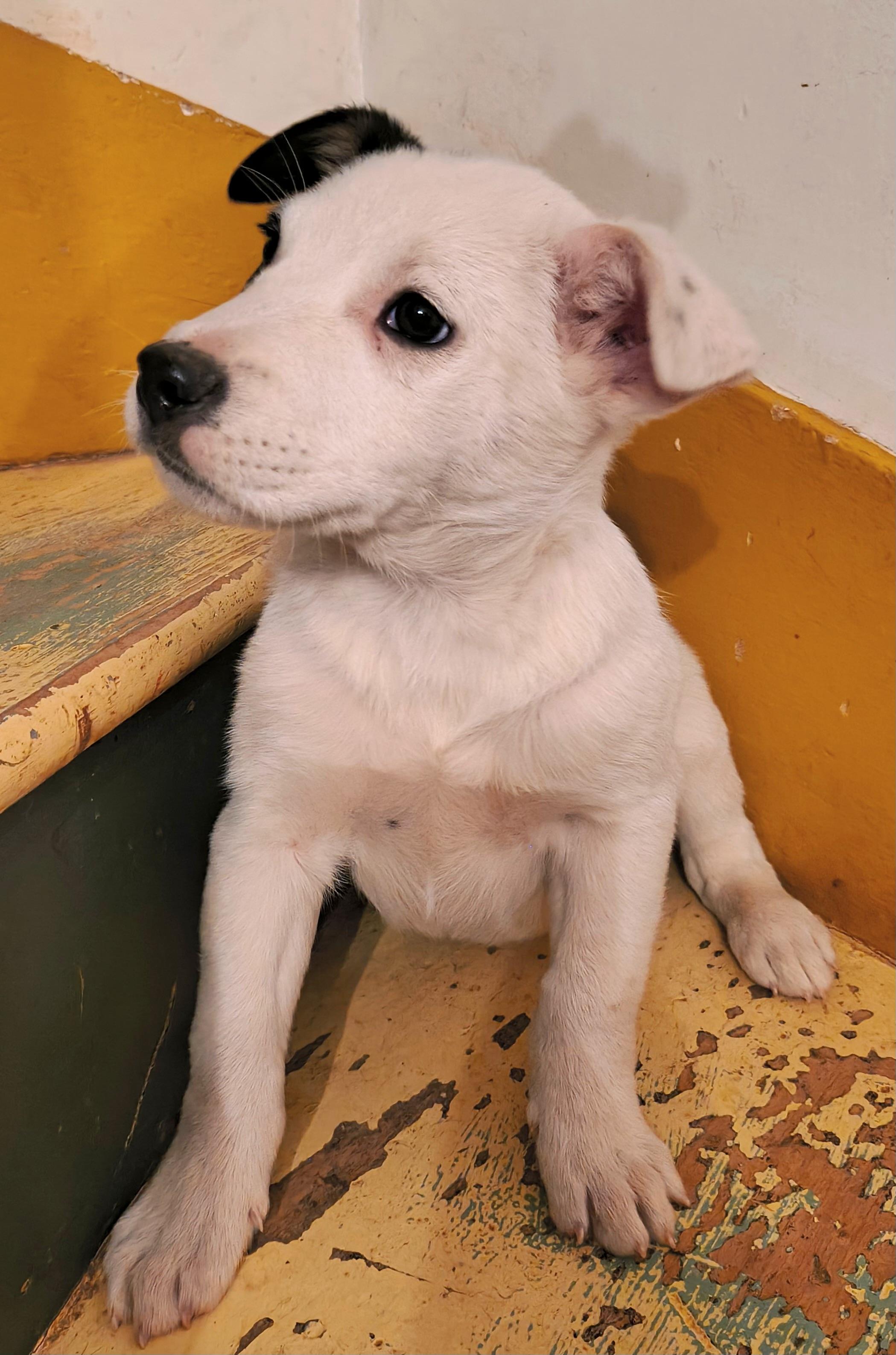 Enlarge Franklin, an adopted mixed breed in Philadelphia, PA image 3/4