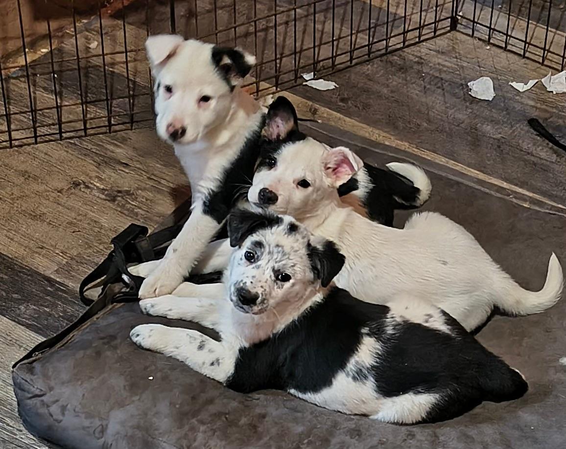 Enlarge Franklin, an adopted mixed breed in Philadelphia, PA image 4/4